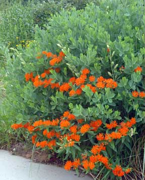 butterfly weed