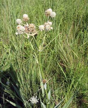 rattlesnake master