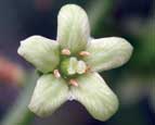 poison ivy flower