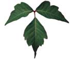 Poison ivy leaf