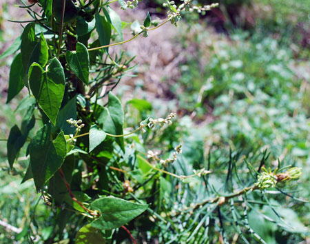 Wild buckwheat entwined