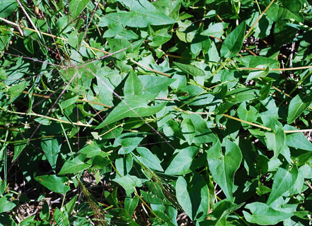 Wild buckwheat Wild buckwheat