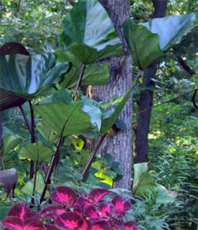 Elephant ear