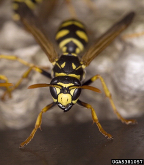 European paper wasp.
