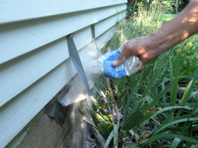 Controlling wasps in yards and structures - MSU Extension