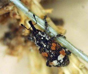 White pine weevil adult White pine weevil adult