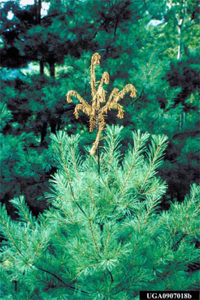 White pine weevil injury White pine weevil injury