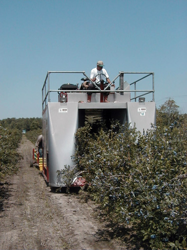 Blueberry harvester