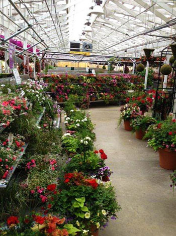 plants in greenhouse