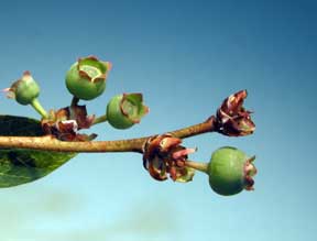 Bud mite damage to berries