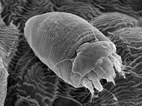 Microscopic bud mite