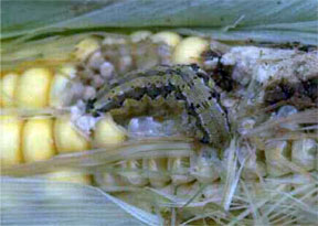 A corn earworm