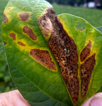 Phyllosticta leaf spot