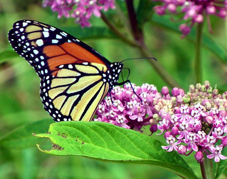 Monarch butterfly