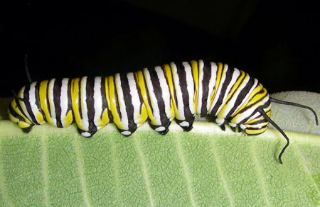 Monarch caterpillar