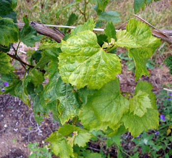 Tomato ringspot virus