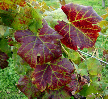 Grapevine leafroll virus