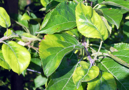 Honeycrisp leaves Honeycrisp leaves