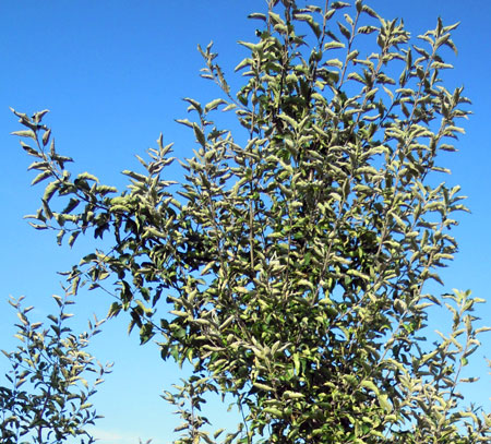 PM and PLH apples leaves PM and PLH apples leaves