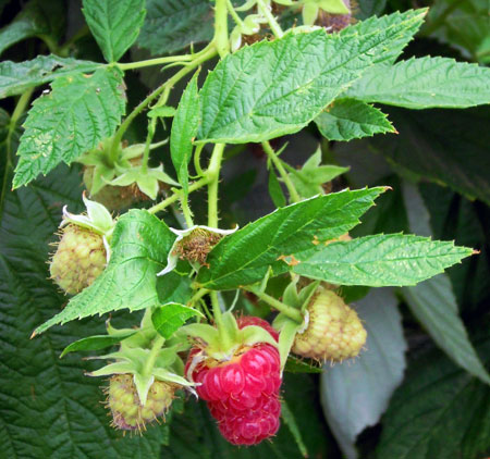 Ripening raspberries Ripening raspberries