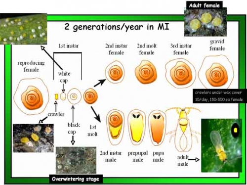 San Jose scale biology