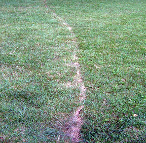 Grass damage