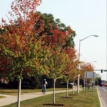 Early fall colors on maples