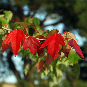 Early fall colors on maples