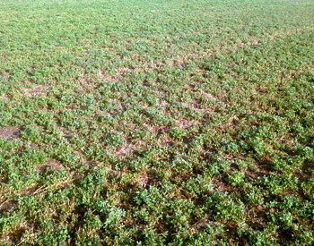 Alfalfa regrowth