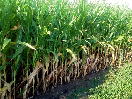 Drought corn