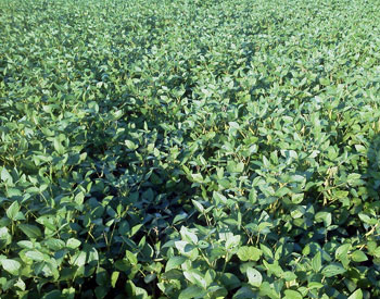 Soybean regrowth