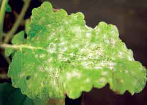 Salvia foliage