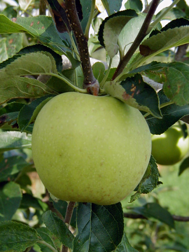 Golden Delicious apple Golden Delicious apple