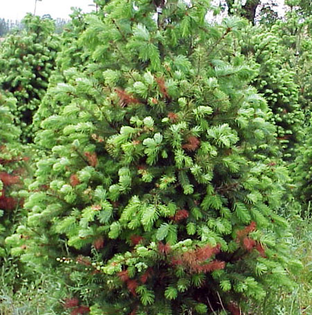 Flagging on douglas fir