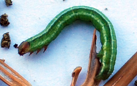 Cabbageworm looper
