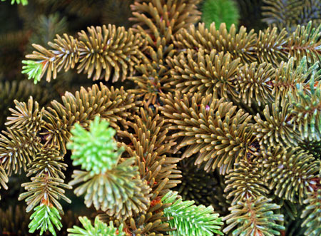 Bronzing of fraser fir