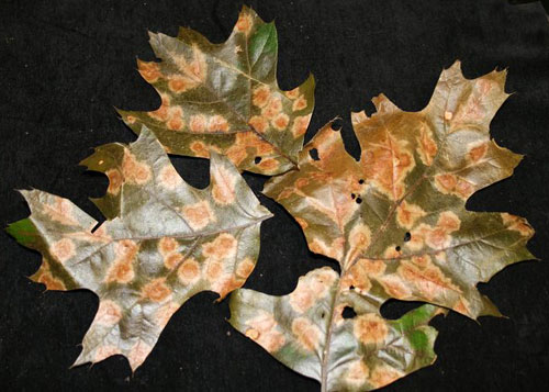 Tubakia leaf spot