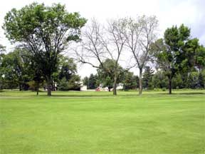 emerald ash borer infection