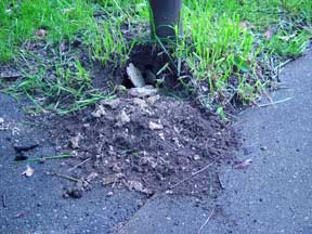 eastern yellow jacket nest