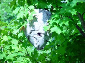 bald-faced hornet nest