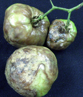 Tomato late blight Tomato late blight