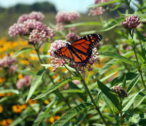 Monarch butterfly