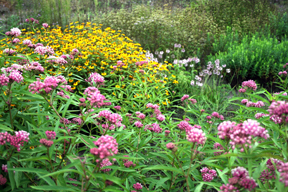 Rain garden