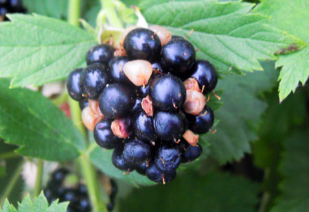 Blackberry sunscald Blackberry sunscald