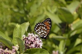 Regal fritillary