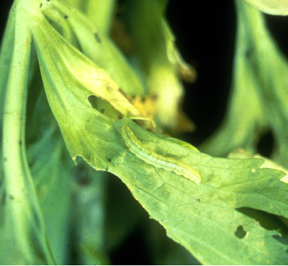 Leaf tear.