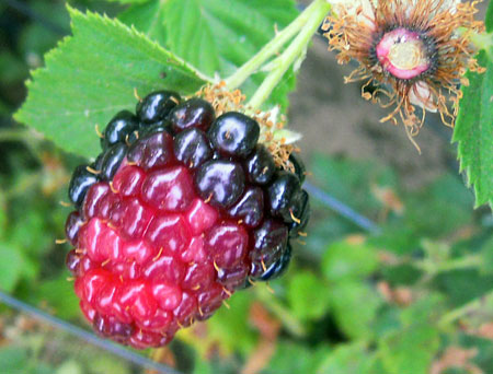 Redberry mite Redberry mite