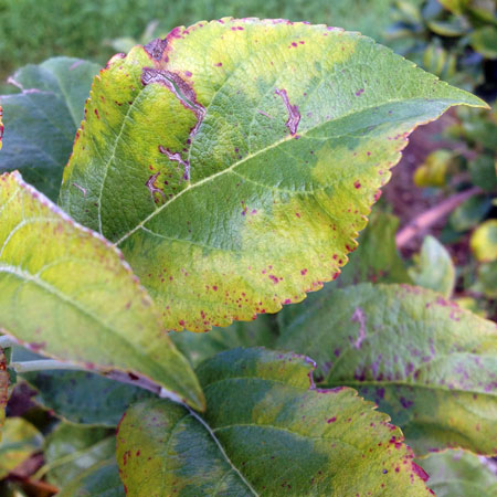 Pink Rose leaf mottling