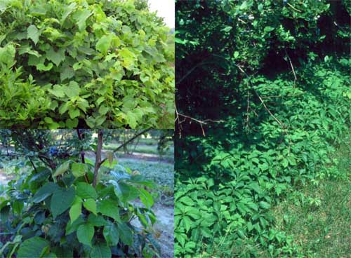 Virginia creeper, grapevine and poison ivy can be tough to control