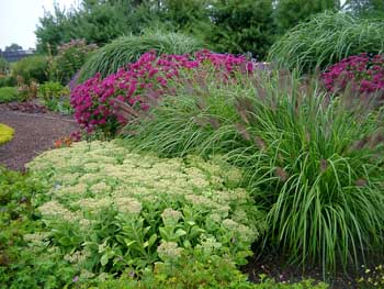 Grasses, Sedum and Monarda brighten up this landscape